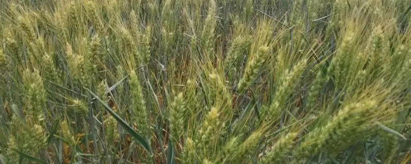 存麦16号小麦种植要点、播种期(存麦16号小麦种植要点，在10月上中旬进行播种)？-会东网