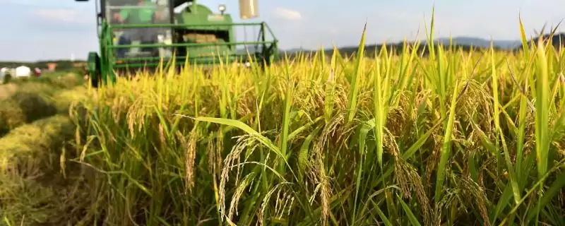 共香优丝占水稻品种特性、全生育期(共香优丝占水稻品种的特性，全生育期121.5天)？-会东网