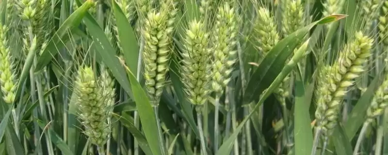 青研126小麦品种基本苗情况(青研126每亩基本苗15万左右)?-会东网