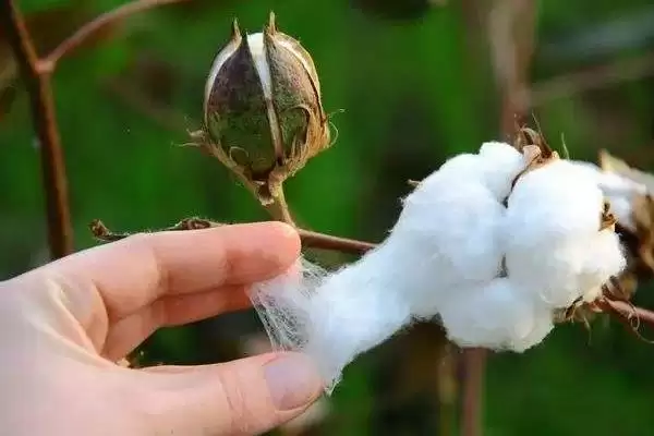 图片[3]-兴杂三号棉花品种特性与每亩密度(兴杂三号棉花品种特性及每亩密度)？-会东网