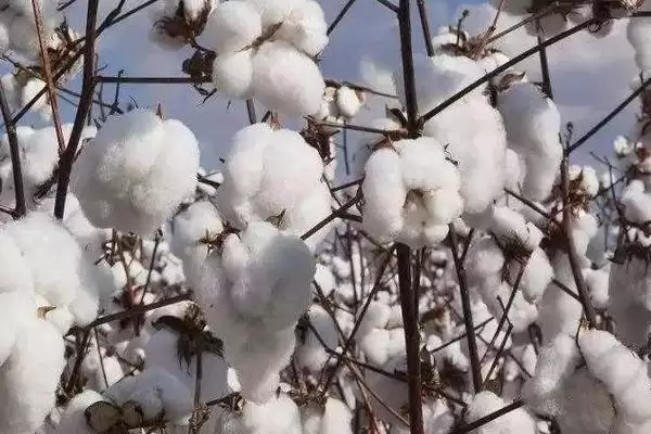 图片[2]-晋棉57号棉花种子情况、生育期(晋棉57号棉花种子简介，平均生育期106天)？-会东网