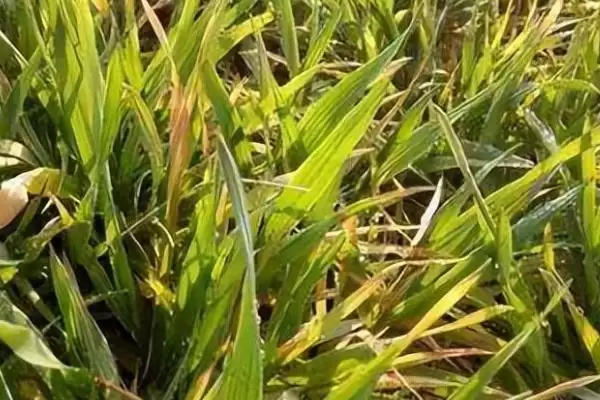 图片[2]-小麦苗期叶片发黄干枯原因及分析(小麦苗期叶片发黄干枯为啥及分析)？-会东网