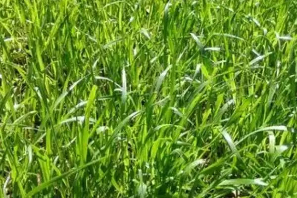 图片[6]-黑麦草的种植技术相关要点(黑麦草的种植技术，一般在春季或秋季进行)？-会东网