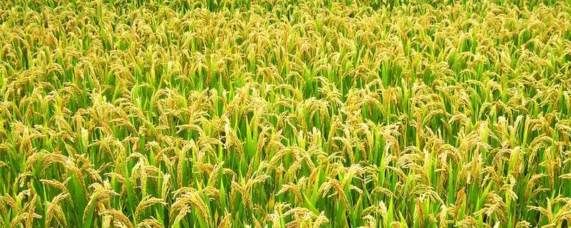 花育6号水稻种子该品种主茎11片叶详情(花育6号水稻种子主茎11片叶详情)?-会东网