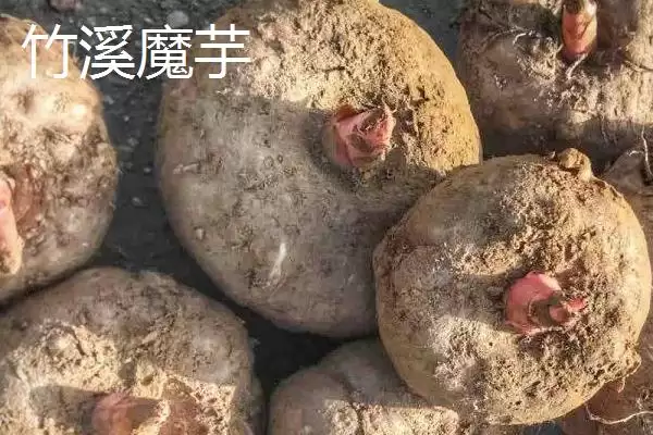 图片[6]-湖北竹溪县特产竹溪贡米相关介绍(湖北竹溪县特产竹溪贡米介绍)？-会东网