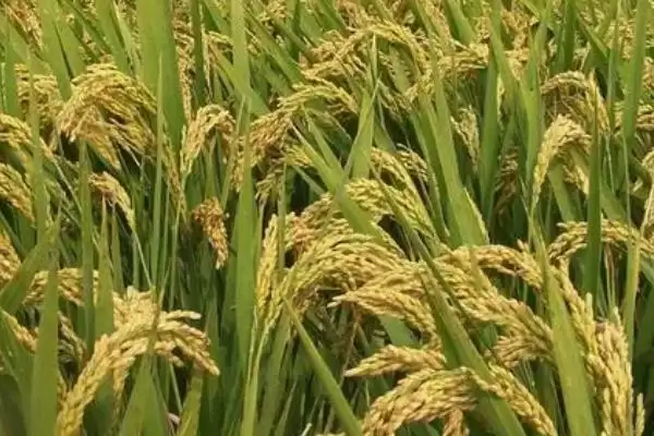 图片[2]-粳稻适宜种植海拔上限情况(粳稻适宜的种植海拔上限是多少，适宜种植海拔为1800米以上)？-会东网