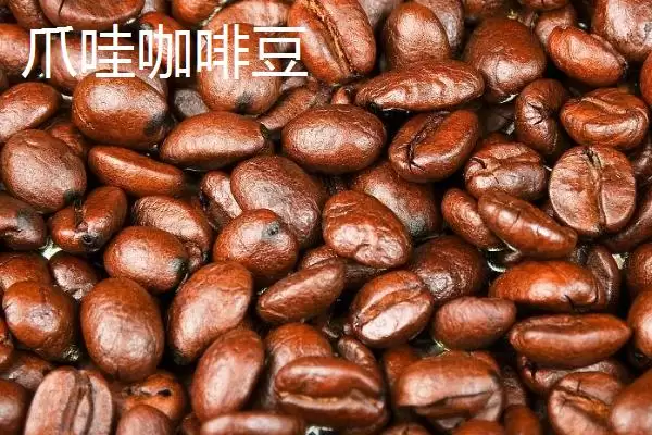 图片[5]-咖啡豆的种类及口感差异(咖啡豆的种类，口感均不同)？-会东网