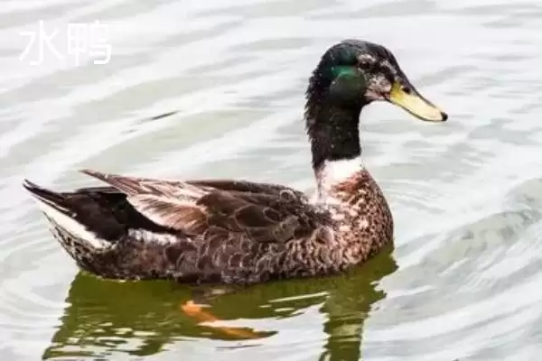 图片[3]-旱鸭和水鸭外观分布地区和口感不同详情(旱鸭和水鸭外观分布地区和口感不同详情)？-会东网