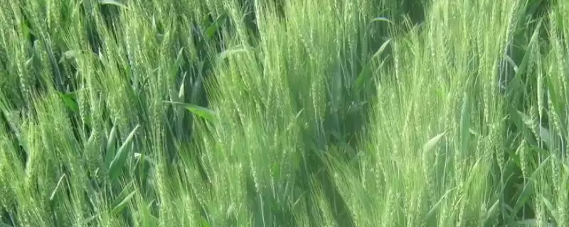 成麦296小麦品种简介与播种量调整(成麦296小麦品种简介及播种量调整)?-会东网