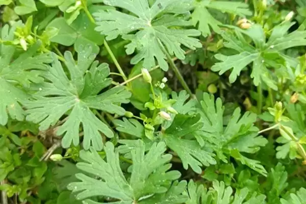 图片[2]-野老鹳草发生特点及与植物竞争情况(野老鹳草的发生特点及与植物竞争情况)？-会东网