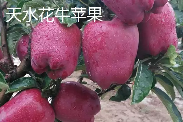 图片[3]-甘肃省天水市的特产水果种类(甘肃省天水市有哪些特产水果，包括秦安蜜桃、秦安苹果、麦积核桃等种类)？-会东网
