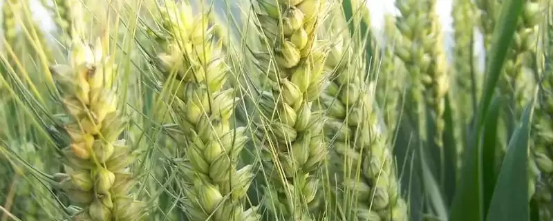 石麦15号小麦种子防虫要点(石麦15号小麦扬花后及时防治麦蚜)？-会东网
