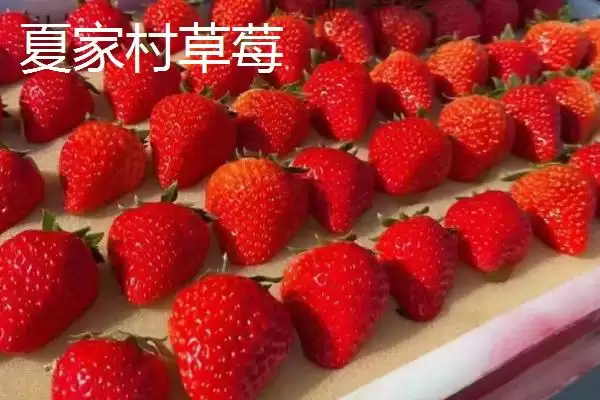 图片[3]-辽宁省丹东市的特色水果相关情况(辽宁省丹东市的特色水果，夏家村草莓达到无公害绿色食品标准)？-会东网