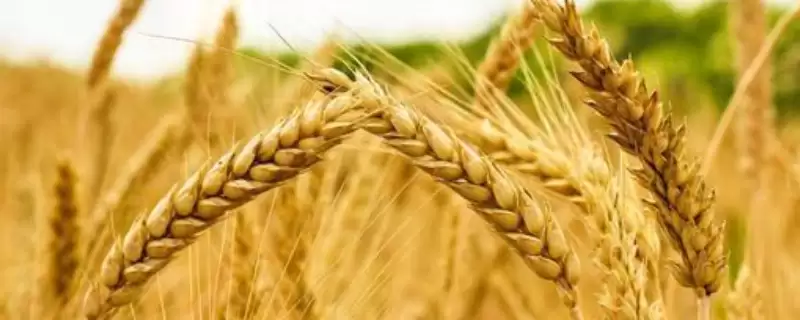 中麦113小麦品种特性与抗叶锈病(中麦113小麦品种特性及抗叶锈病)?-会东网