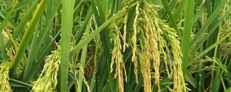 恒丰优222水稻种子晚造全生育期109天详情(恒丰优222水稻种子晚造109天生育期详情)？-会东网