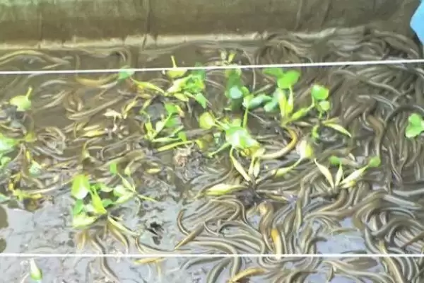 图片[4]-养殖黄鳝适宜温度及生长水温范围(养殖黄鳝适宜温度及生长水温范围)？-会东网