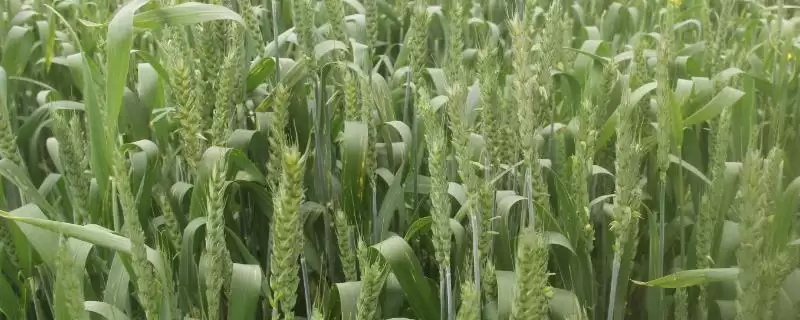 豫品麦128小麦种子简介与适宜基本苗(豫品麦128小麦种子简介及基本苗)？-会东网