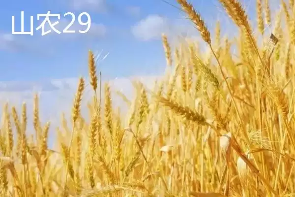 图片[5]-东北小麦的主产区相关地区(东北小麦的主产区在哪，包含黑龙江、吉林、辽宁等地区)？-会东网