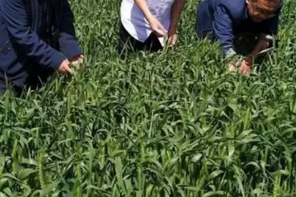 图片[5]-冬小麦早春管理相关要点(冬小麦如何进行早春管理，3月份要追施拔节肥)？-会东网