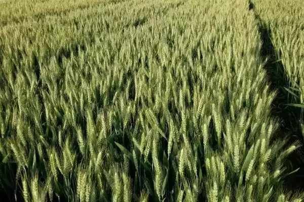 图片[4]-泰麦902小麦种播种要点(泰麦902迟播应适当增加播种量)？-会东网