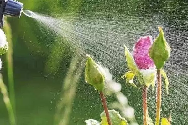 图片[3]-除蚜虫环保方法及大蒜烟叶等应用(除蚜虫的环保方法有哪些及材料应用)？-会东网