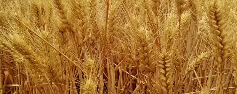 许科918小麦品种简介与全生育期(许科918小麦品种简介及生育期)?-会东网