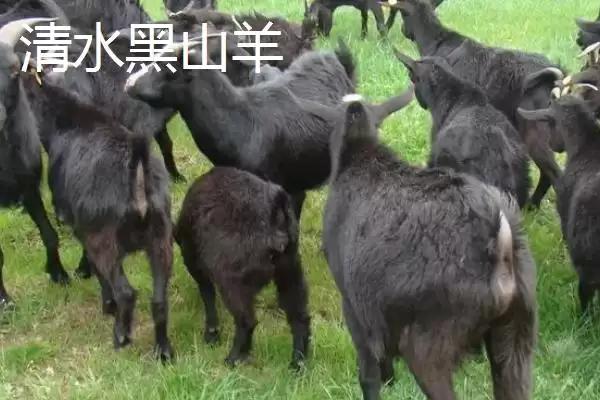 图片[2]-广西上林县特产清水黑山羊相关介绍(广西上林县特产清水黑山羊介绍)？-会东网