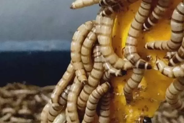 图片[2]-蛋白虫变成甲壳虫的饲养方法(蛋白虫变成甲壳虫怎么饲养，需配备网筛供成虫产卵使用)？-会东网