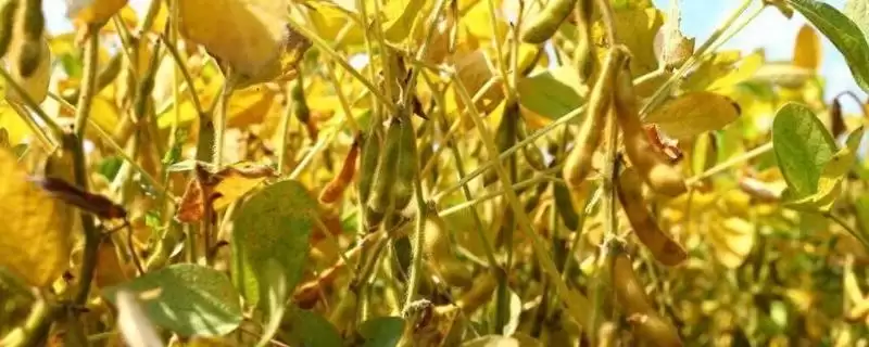 夏大豆高产方法及30厘米行距点播要点(夏大豆如何高产及点播要点)？-会东网