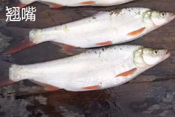 图片[2]-长相近似白条鱼的鱼类介绍(翘嘴、马口鱼等鱼长相近似白条鱼)？-会东网