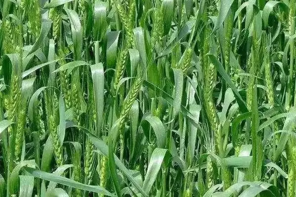 图片[4]-中麦6079小麦种子特点与全生育期时长(中麦6079小麦种子特点及全生育期)？-会东网