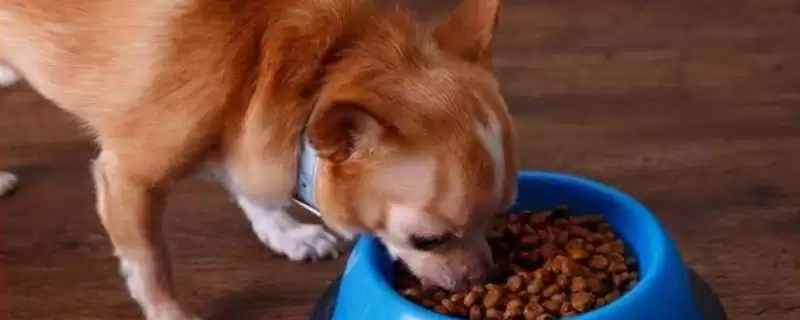 挑选好狗粮方法介绍(挑选好狗粮重要的是看配料表)?-会东网