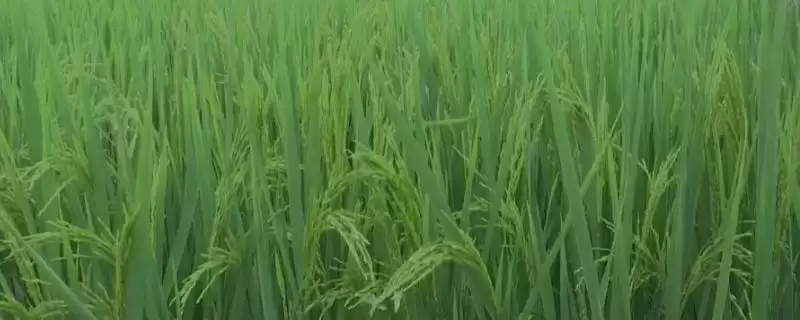 光灿9号水稻种子中抗纹枯病(光灿9号水稻种子中抗纹枯病有何关键作用)？-会东网