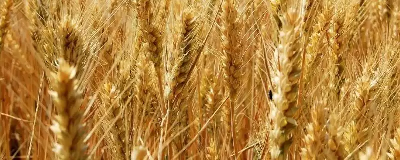 苏研麦208小麦种子抗病特性(苏研麦208中抗黄花叶病)？-会东网
