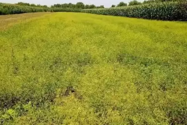 图片[3]-柴胡选择在沙壤土种植为佳(柴胡种植选择沙壤土有何优势)？-会东网