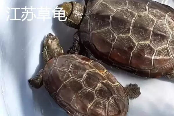 图片[5]-中华草龟分布省份及地区差异情况(中华草龟分布省份及地区差异情况)？-会东网