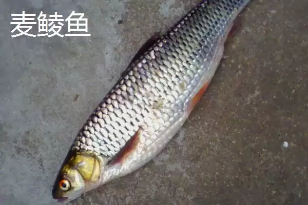 图片[2]-麦鲮鱼和红眼鱼区别介绍(麦鲮鱼圆鳞、吻钝、嘴阔与红眼鱼区别)？-会东网