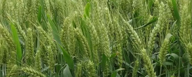 龙春201小麦品种种植地块选择(龙春201选中等肥力地块)？-会东网