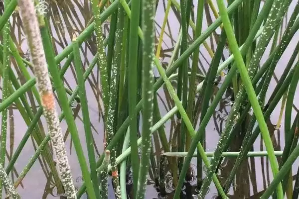 图片[4]-荸荠杆枯病防治策略及栽植1茬3年轮作要点(荸荠杆枯病防治与3年轮作其它作物要点)？-会东网