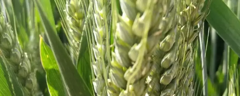 张春7号小麦品种简介与生育期时长(张春7号小麦品种简介及生育期)?-会东网
