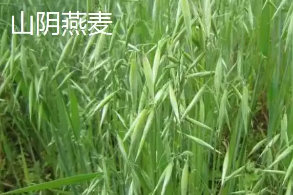 图片[5]-山西省山阴县特产介绍(山西省山阴县特产有油炸糕、荷藕等)？-会东网