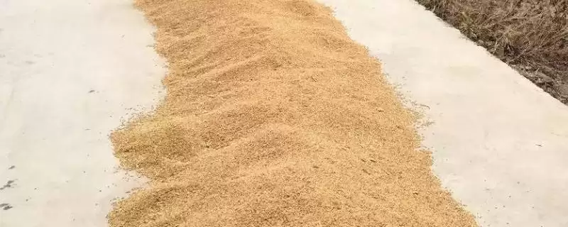 小麦播种前晒种目的及防霉防虫等作用(小麦播种前为啥晒种及作用)?-会东网