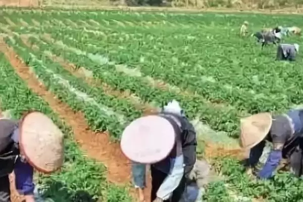 图片[4]-甘薯冷床育苗技术相关要点(甘薯冷床育苗技术简介，需调好温、浇好水、炼好苗等)？-会东网