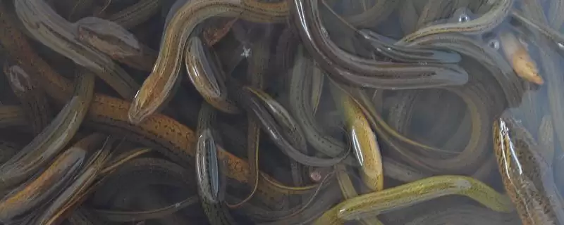 黄鳝越冬常见4种方法的介绍(黄鳝越冬常见4种方法介绍)？-会东网