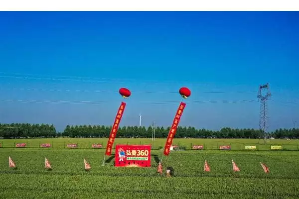 图片[5]-镇麦15品种简介与春性中熟品种特性(镇麦15品种简介及春性中熟品种特性)？-会东网