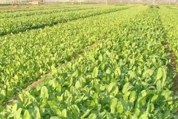 图片[5]-越冬菠菜种植时间与适宜气温条件(越冬菠菜什么时候种及适宜气温)？-会东网