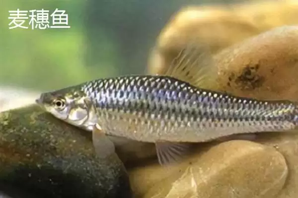 图片[7]-捕食麦穗鱼的鱼类介绍(鲈鱼、翘嘴等鱼会捕食麦穗鱼)？-会东网