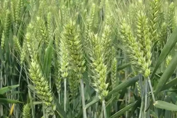 图片[4]-郑育麦9987小麦品种特性与适宜播期(郑育麦9987小麦品种特性及适宜播期)？-会东网