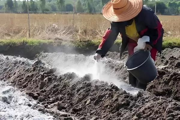 图片[3]-半夏种子播种前用多菌灵浸种处理方法(半夏种子多菌灵浸种处理方法)？-会东网