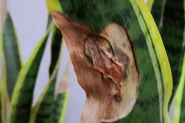 图片[11]-虎尾兰可分株或扦插繁殖的种植技术(虎尾兰分株或扦插繁殖的种植技术)？-会东网